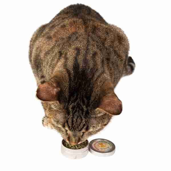 Natural Cat Toy - Wholesale Catnip - Extra Fancy Catnip Buds-Fine2