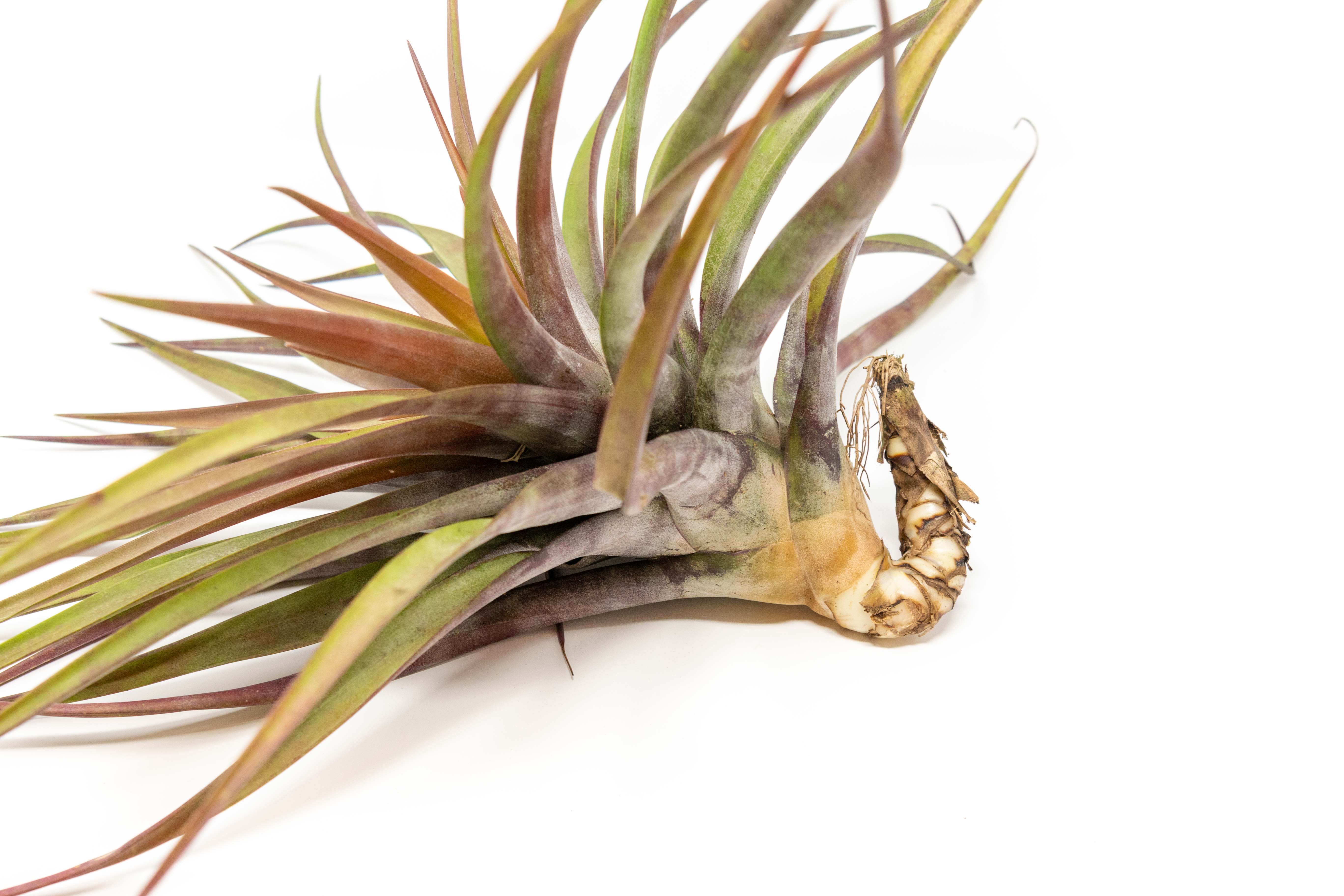 Air Plant Shop - Wholesale Live Plant - Tillandsia Novakii Air Plant1