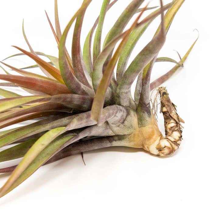 Air Plant Shop - Wholesale Live Plant - Tillandsia Novakii Air Plant1