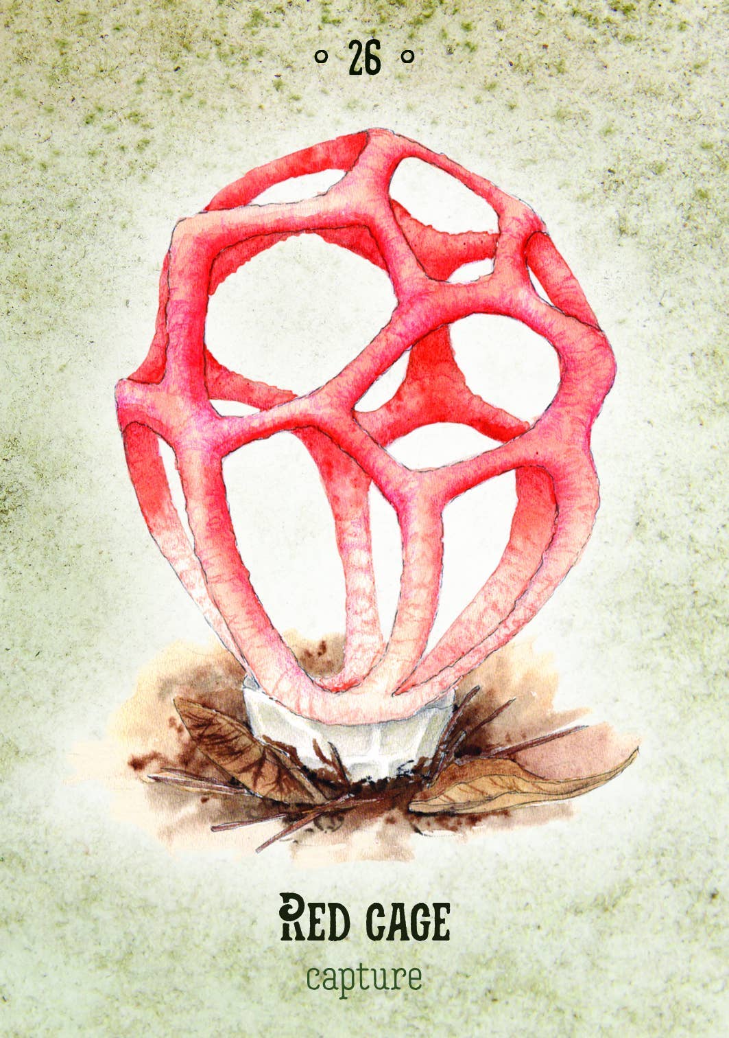 ROCKPOOL PUBLISHING - Vente Cartes de tarot - Mushroom Spirit Oracle (36 cartes et livre de 112 pages)3