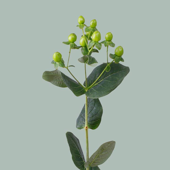 Hypericum Coco Bamboo (10 Stems) for wholesale by All Occasions Wholesale