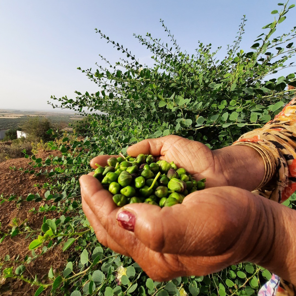 Gourmet Food Solutions, Inc. - Wholesale Pickled Vegetables - Organic Wild Mountain Capers in Salt | Moulin Mahjoub3