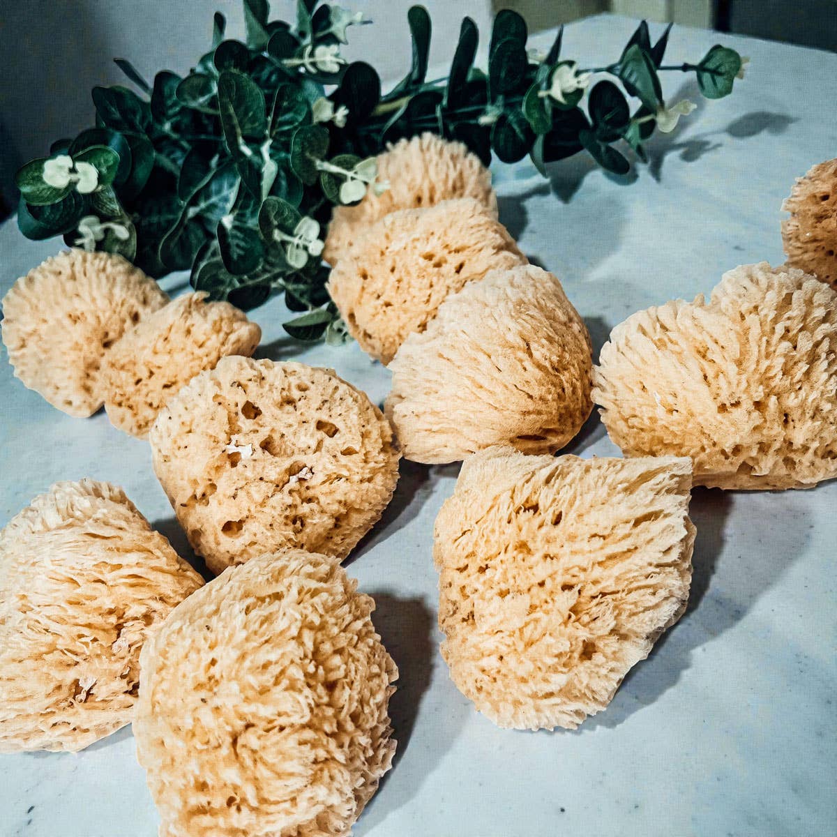 Gia Roma - Wholesale Bath Pouf/Sponge - Dead Sea Sponge, All Natural Body Wash Loofah 4-5"6