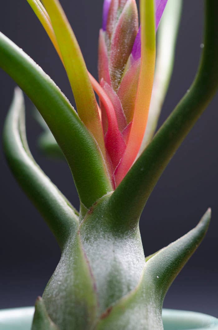 The Artizan Way - Wholesale Live Plant - Tillandsia Bulbosa - Guatemala | Live Air Plant8