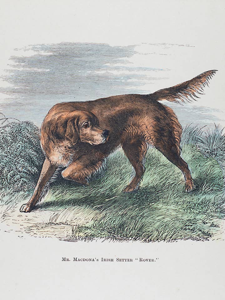 Reproducción antigua de rosas irlandesas/tarjeta en blanco para venta al por mayor de Something To Write Home About