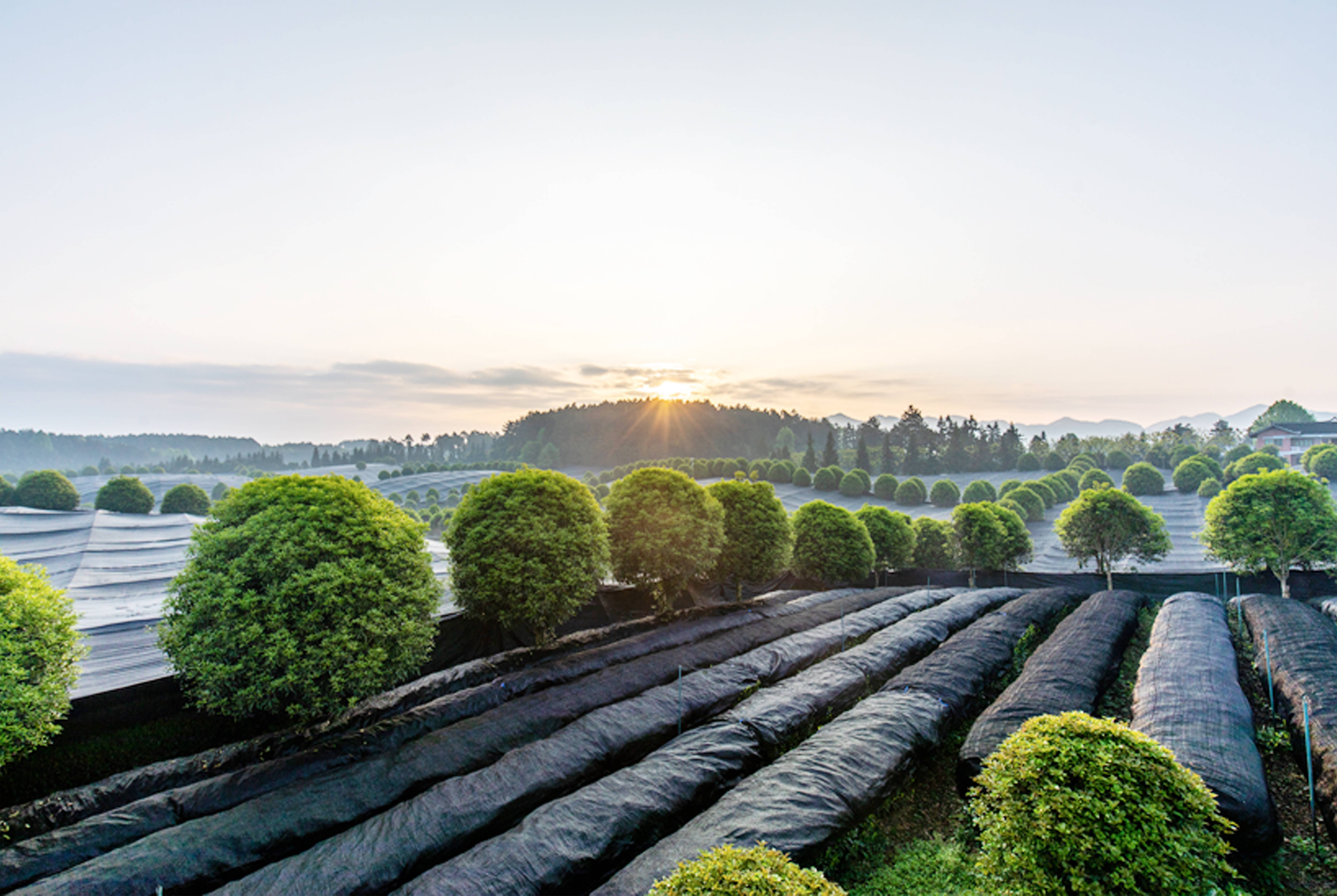 brut tea - Wholesale Loose Tea - Matcha Premium Grade – Single Origin, High Mountain5