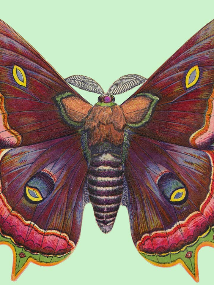BLANK MOTH GREETING CARD MADAME TREACLE for wholesale by Notes & Queries, Inc.