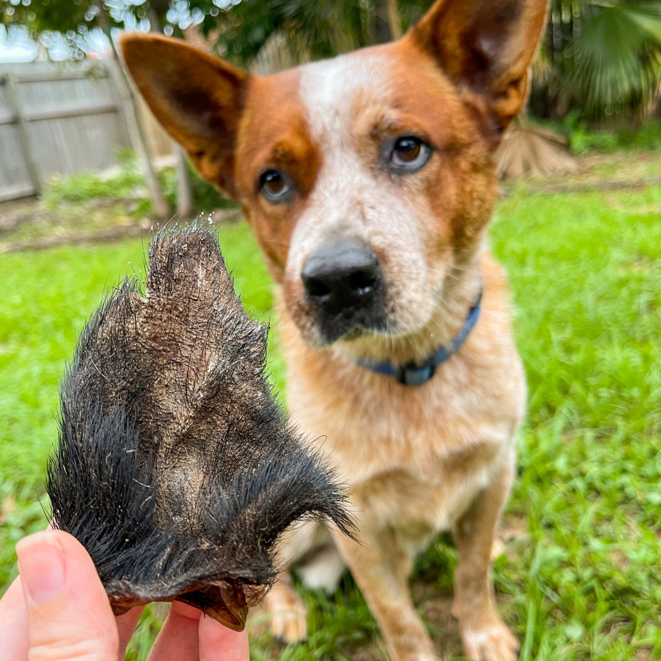 Rover Pet Products - Wholesale Pet Treats - Dog - Don't Be Boaring - Boar Ears3