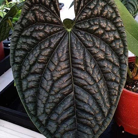 Anthurium luxurians 2.5" | Rare Houseplant for wholesale by OrchidBox