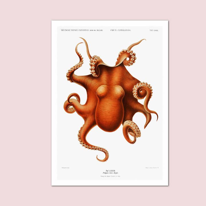 Octopus Illustration Vintage Print for wholesale by Holland Road Prints