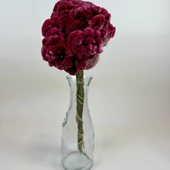 Lovejoy Farms Premium Dried Flowers – wholesale Torkade/pressade blommor – Tuppkam (Celosia) - Bourgogne