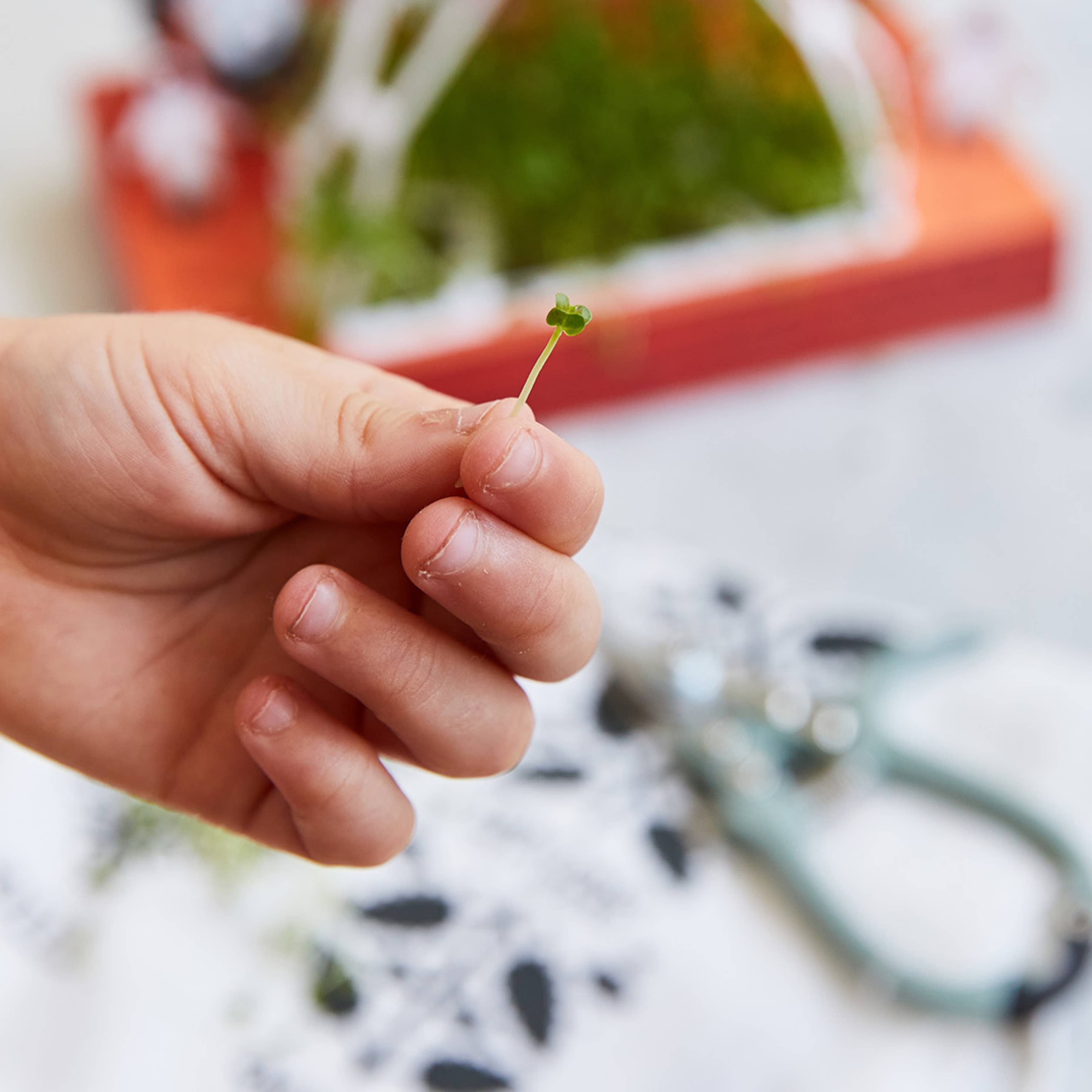 Modern Sprout - Wholesale DIY Craft Kit - Microgreens DIY Kit5