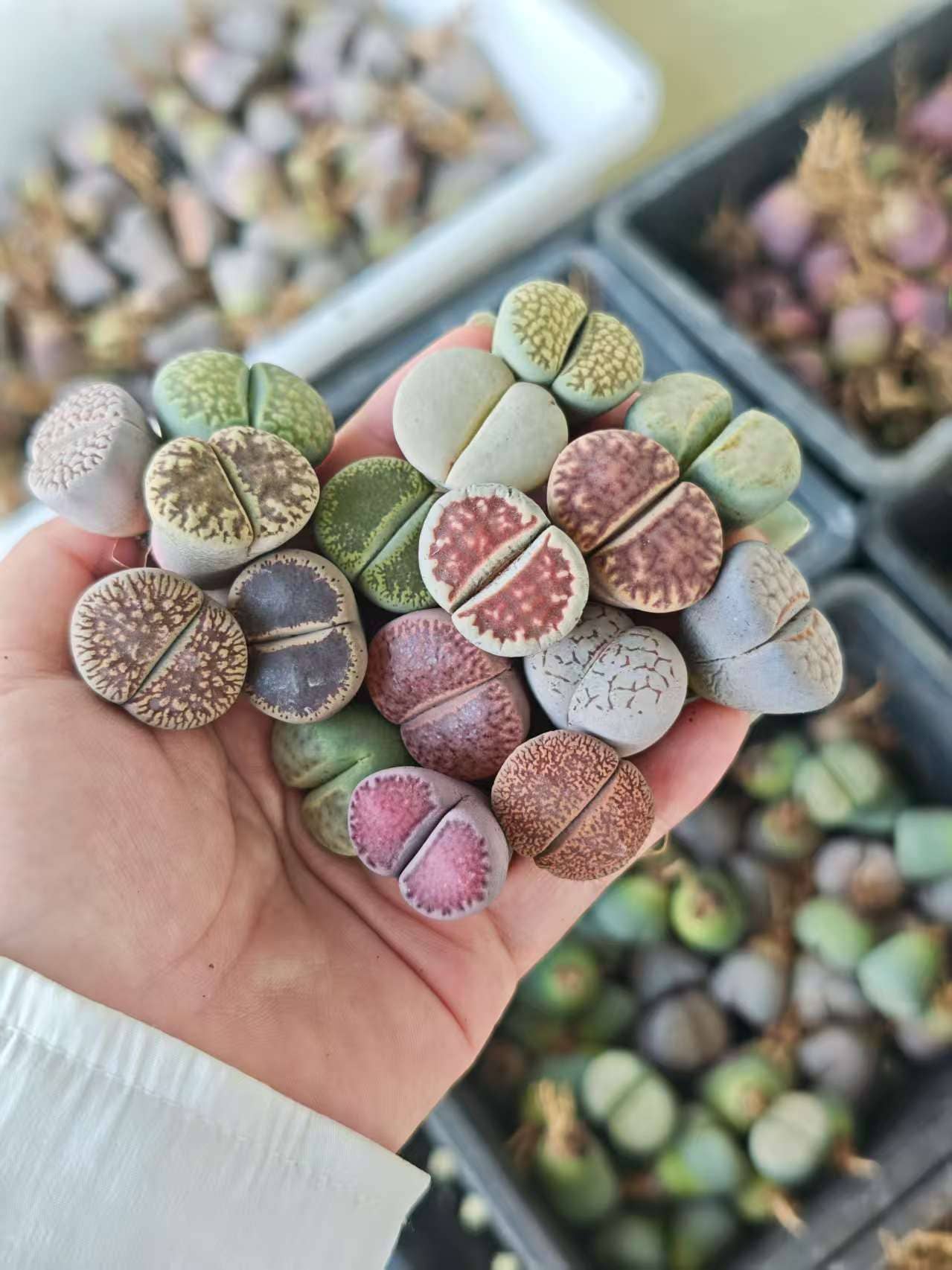 Secret Succulent Garden - Wholesale Succulent - Assorted Large Lithops – Bare Root (0.8", 4 Years Old)2