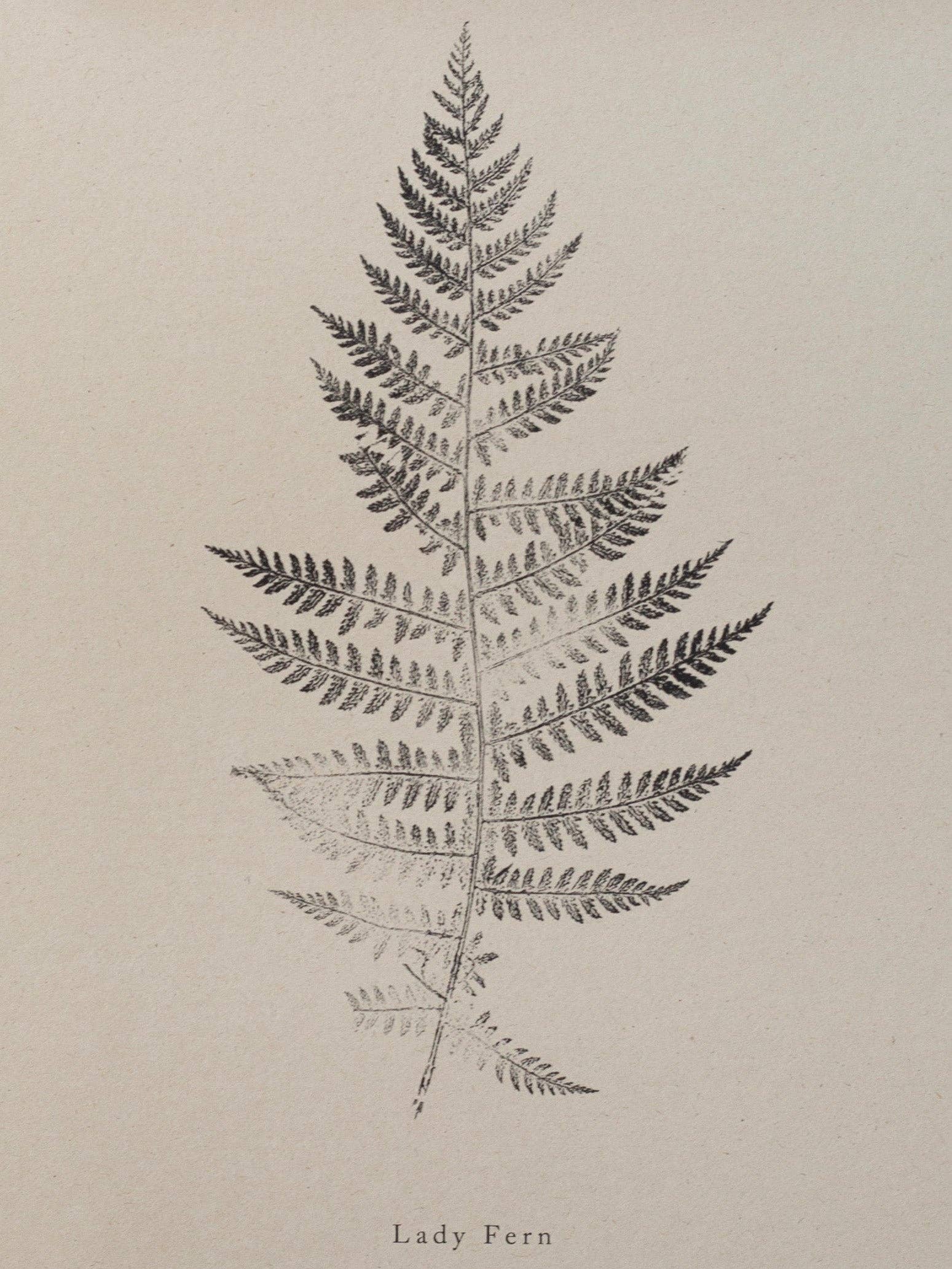 Alicia Breakspear - Wholesale Art Print - Fern Print - Botanical Art Print A5 A4 A3 Lady Fern 10