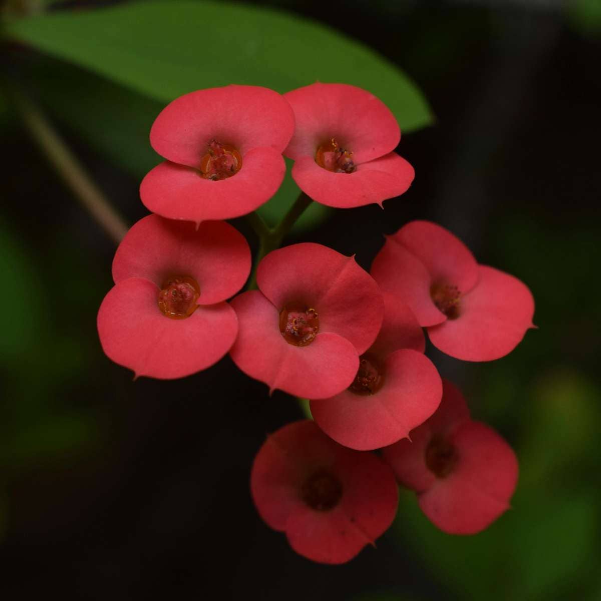 Oasis of Life - Wholesale Live Plant - Christ Thorn Euphorbia milii – 2 plants – Height 25–35cm – Ø13cm – Flowering succulent with pink flowers – Easy-care houseplant for sunny locations & warm interiors9