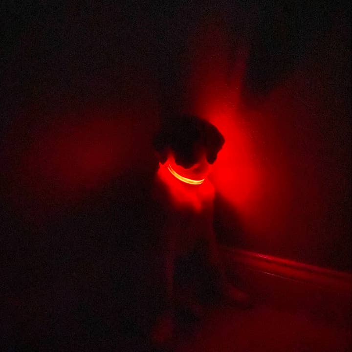 Puppy LED - Wholesale Pet Collar - Dog - LED Dog Collar18