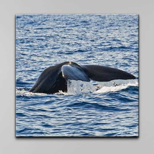 Arte de parede em tela de Christopher Doherty 'Whale' por atacado de Ready2hangart, Inc.