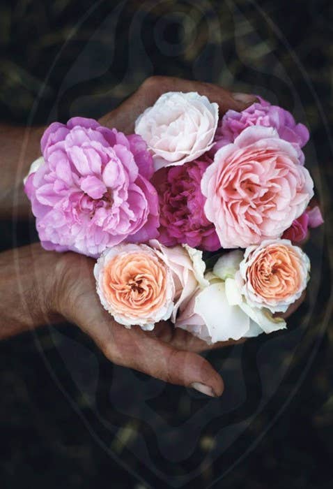 El Jardín De Las Lilas – wholesale Face & body mist/water – Floral Water Or Antique Rose Hydrolate4