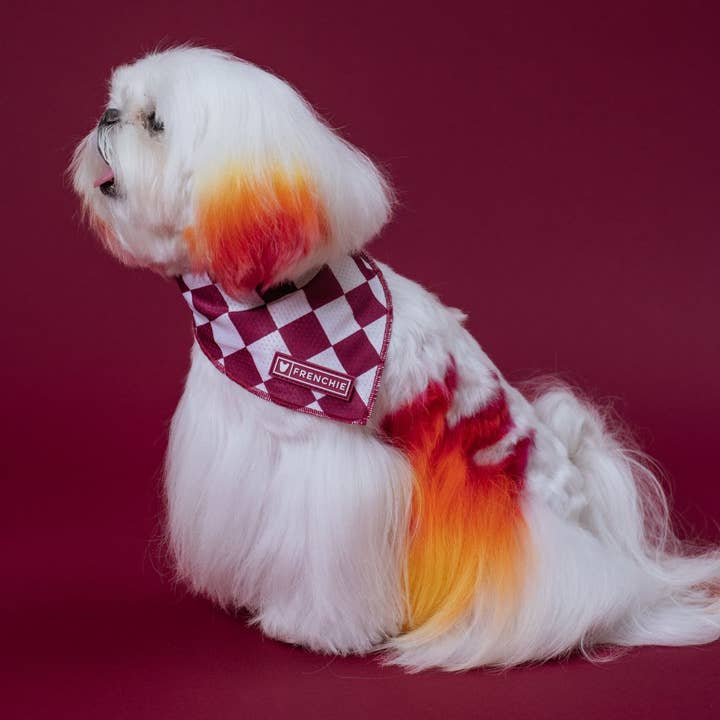 Frenchie - Vente Bandana – chien - Bandana rafraîchissant Frenchie - Ruby3