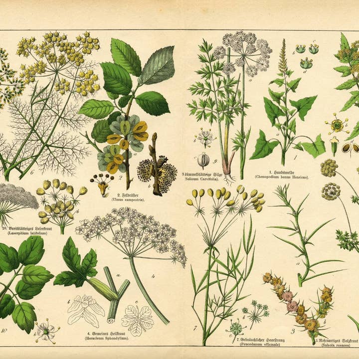 Mint by Michelle - Wholesale Craft Supplies - Vintage Botanicals - set of 8 botanical designs - Decoupage Paper3