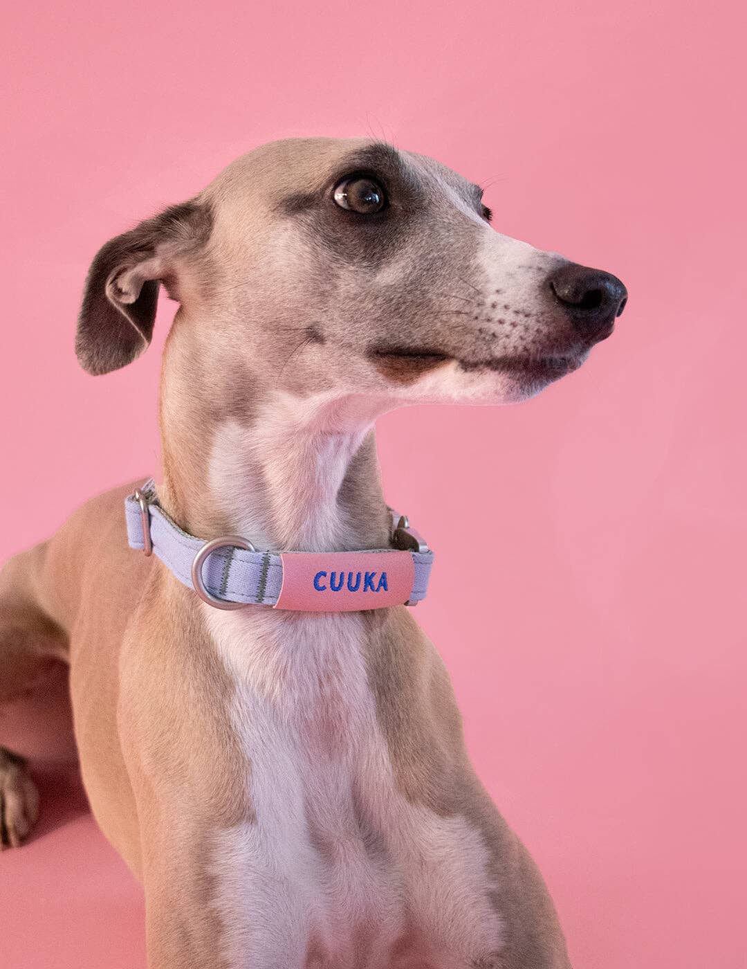 Qisu - Wholesale Halsband - Hond - Air Collar canvas hondenhalsband van natuurlijke materialen3