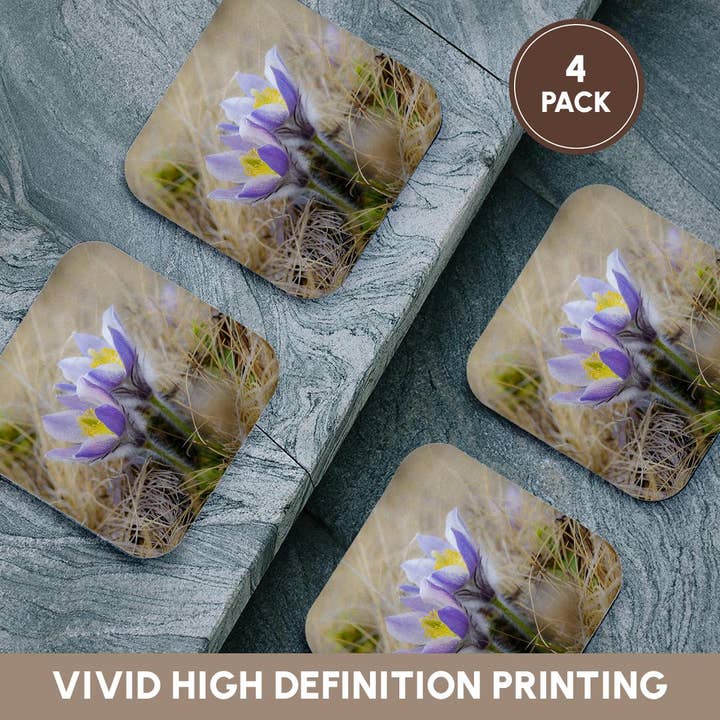 3dRose - Wholesale Coasters - 3dRose, Spring pasqueflower growing in mountains of Otztal Alps, Italy., Coaster12