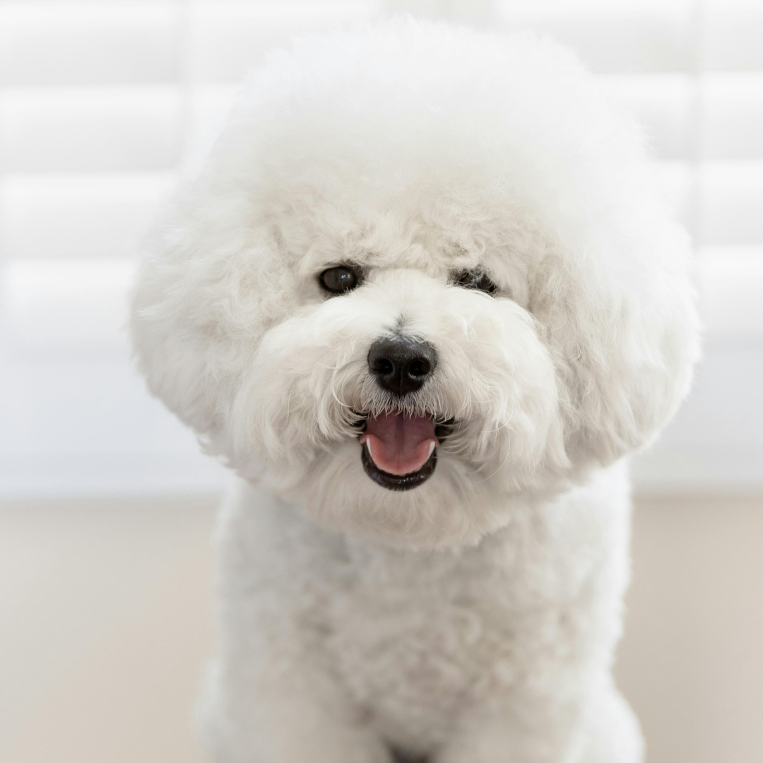 Masco Beauty - Wholesale Pet Grooming Aid - Dog - Detanglin Conditioner for pets4