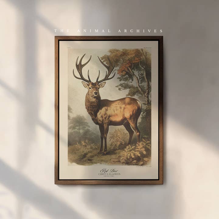 The Red Deer Naturalist, Antique Vintage Style Print for wholesale by The Poet and The Piper