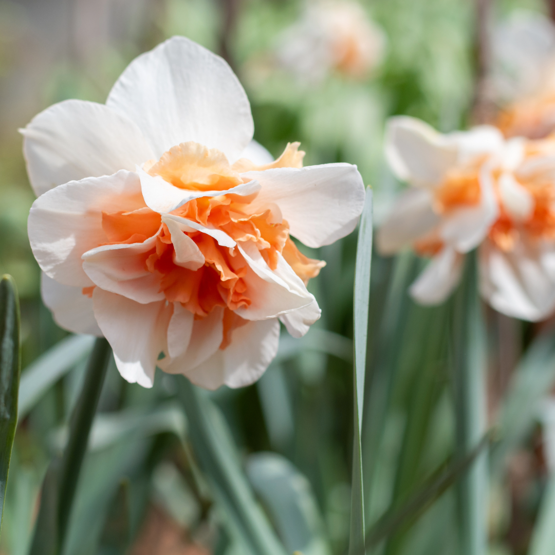 Thorsen's Greenhouse - Vente Plante - Bulbes de jonquille - Variétés uniques - Vivaces6