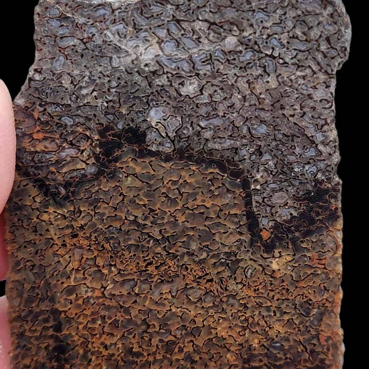 Gem Dinosaur Bone Lapidary Stone Slab! Fossil Dino Bone! for wholesale by Lapidary Central