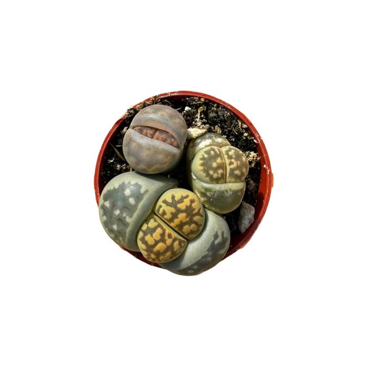 Succulent Wholesale - Wholesale Succulent - Lithops | 1.5 inch2