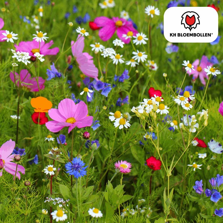 Oasis of Life – Großhandel Pflanzensamen – Wildblumensamen – 100g für 30–50m² – Bienen- & Schmetterlingsfreundlich – Einjährige & mehrjährige Blumen – Für Garten, Wiese, Beet – GVO-frei & nachhaltig4