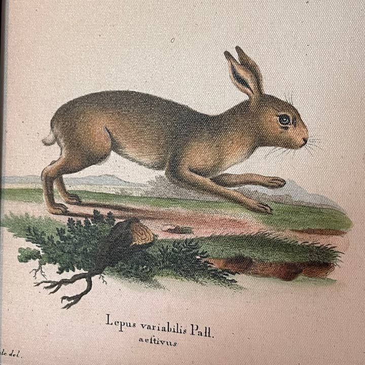 LAND OF COTTON - Vendita all'ingrosso Set per galleria a parete - SET DI 3 STAMPE PICCOLE AD ARCO CON CONIGLIETTI4