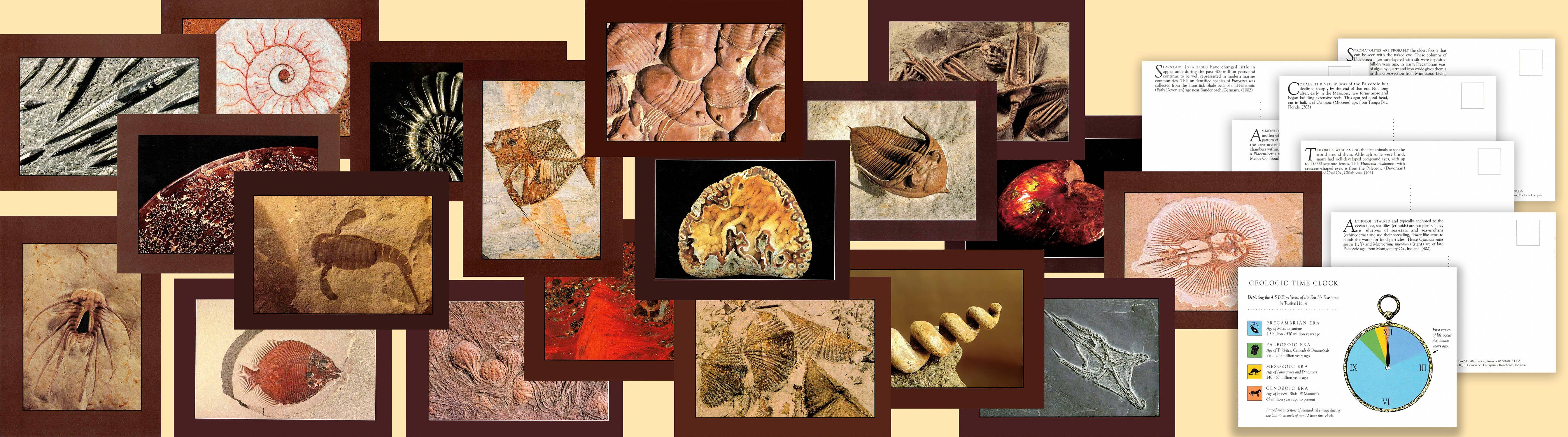 Wild Horizons Productions - Wholesale Postcard Set - Postcard Book: ANCIENT SEA CREATURES - fossils1