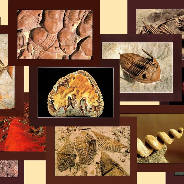 Wild Horizons Productions - Wholesale Postcard Set - Postcard Book: ANCIENT SEA CREATURES - fossils1