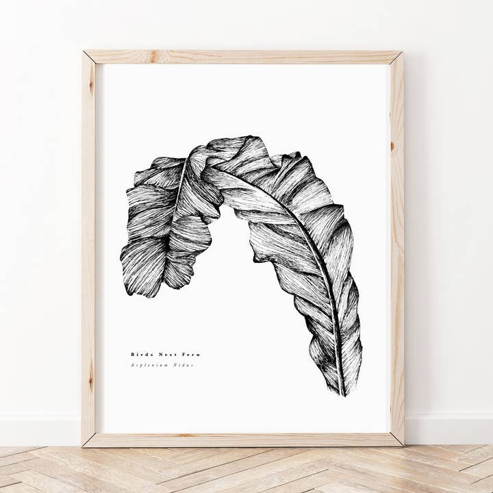 Birds Nest Fern A5 Art Print for wholesale by Right Hand House