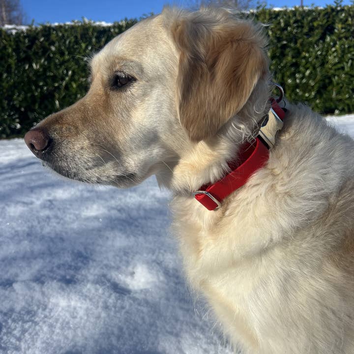 Splash By Happy - Wholesale Pet Collar - Dog - Biothane® clip necklace22