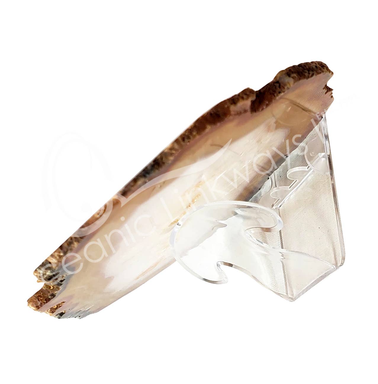 Oceanic Linkways Inc - Wholesale Tafelbladdecoratie - STANDAARD - ACRYL VOOR PLAK 2"1