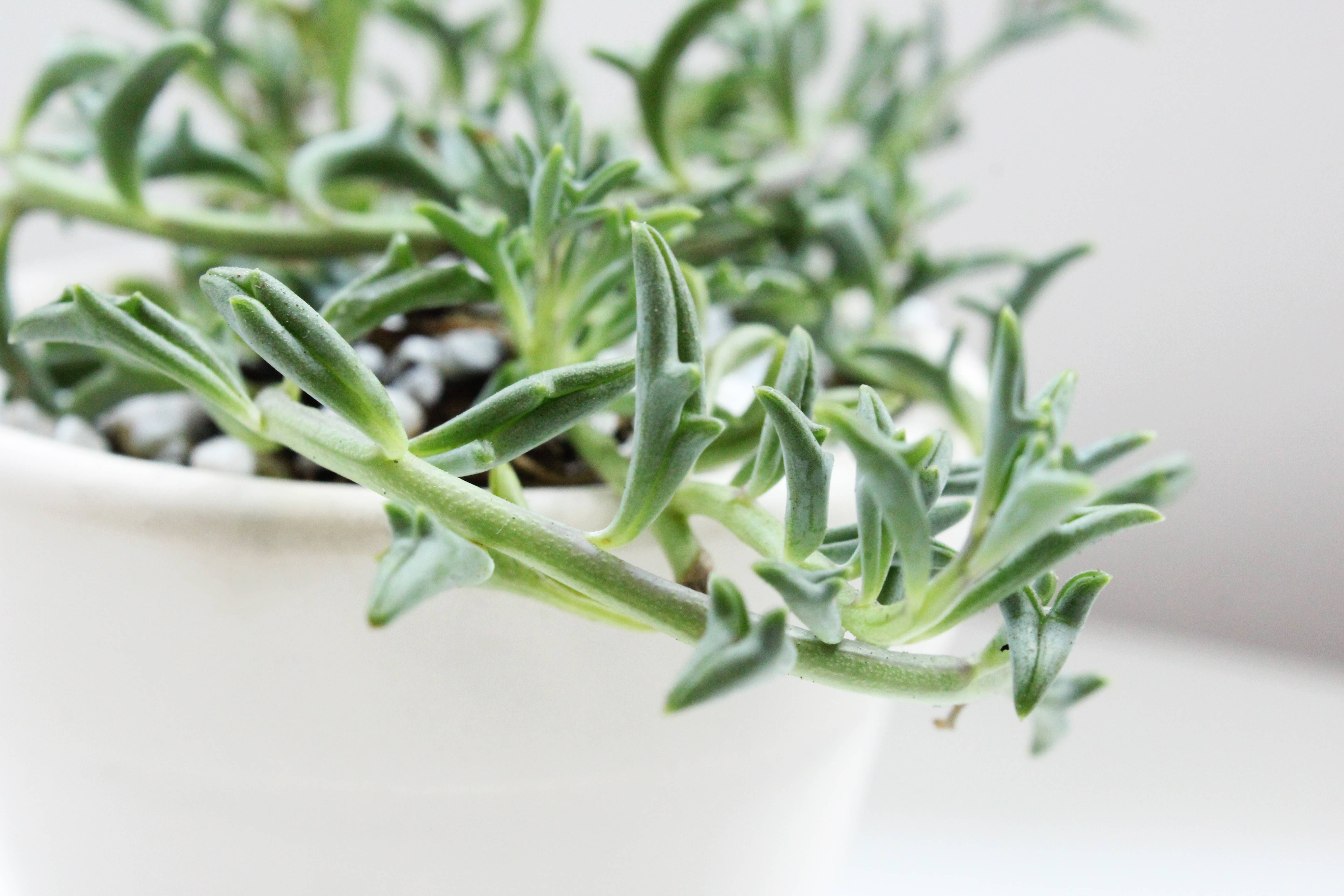 Best Plant Friend - Vente Succulentes - Collier de dauphins Senecio, succulente à suspendre, 2/4/6 pouces9