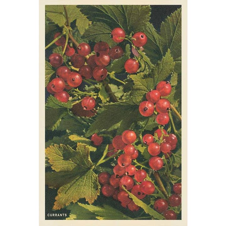 Carte postale FR-151 Groseilles rouges pour la vente par Found Image Press