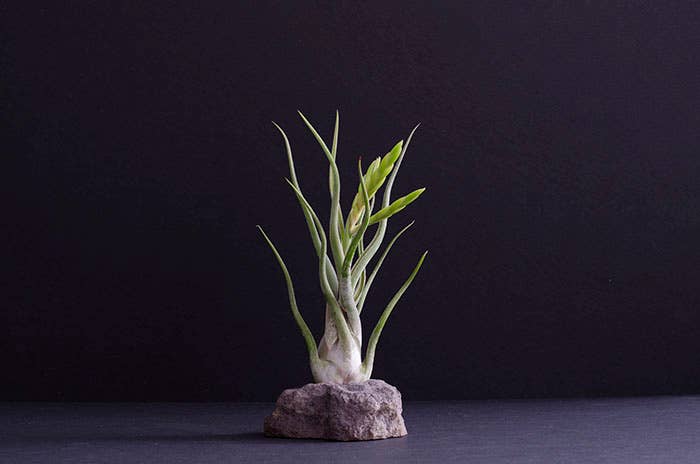 The Artizan Way - Vente Plante - Tillandsia Caput Medusae | Usine Air Vivante0