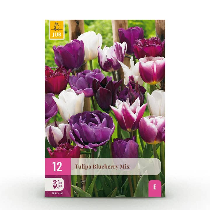 Oasis of Life - Vendita all'ingrosso Piante vive - Bulbi di tulipano Blueberry Mix – Vari colori – 12 pezzi – Dimensione del bulbo 11/12 – Miscela di tulipani colorati per giardino, balcone e terrazza – Fioritura primaverile1