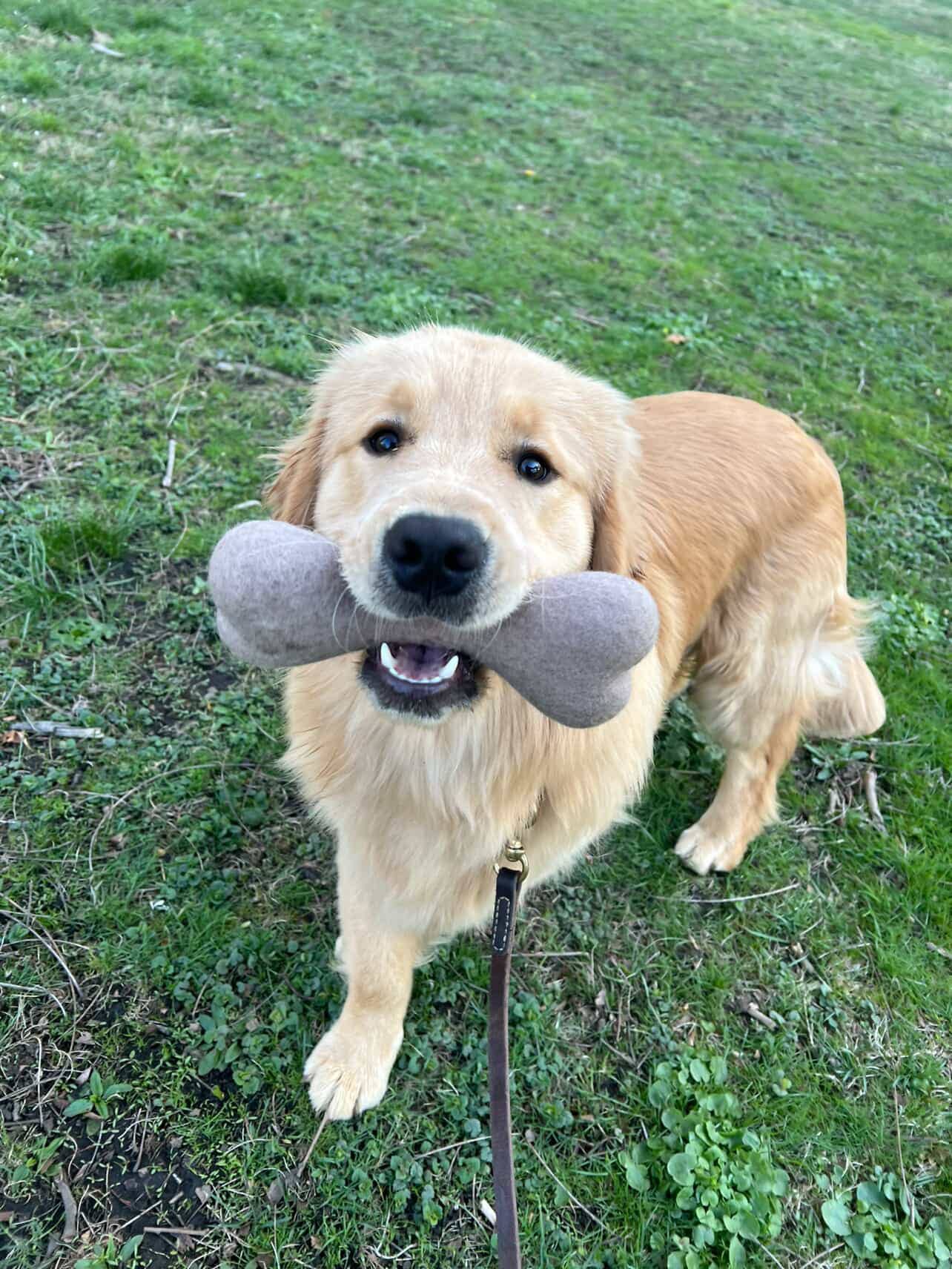 Vinny's Munch & Play - Wholesale Pet Toy - Cat/Dog - Wool Bone Dog Toy0