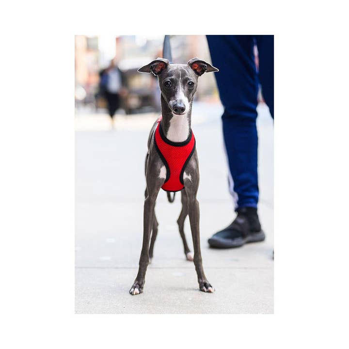 Rocky The Italian Greyhound Greeting Card for wholesale by The Dogist