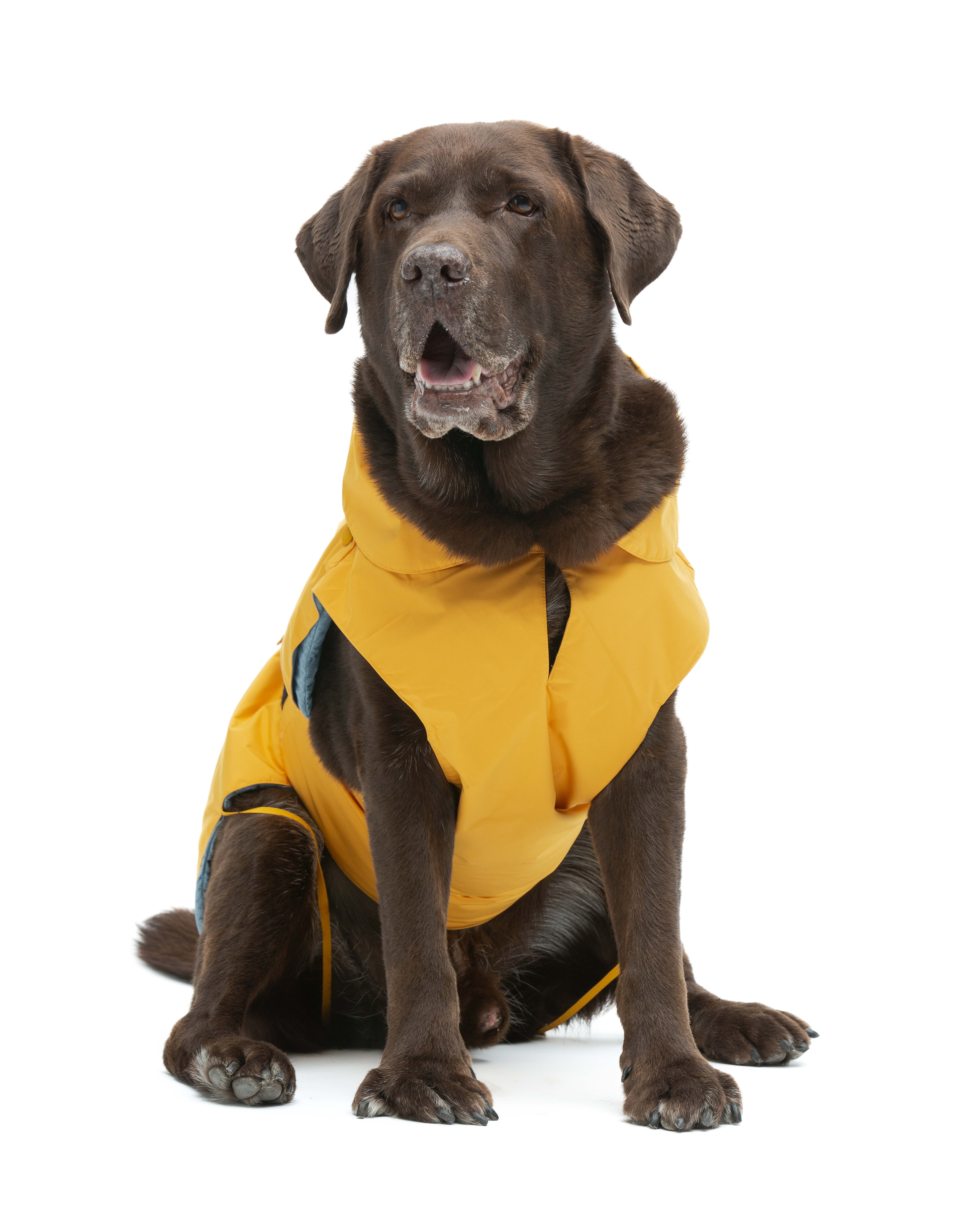 United Pets - Wholesale Pet Raincoat - Dog - Save the Duck x United Pets Yellow Dog Coat6
