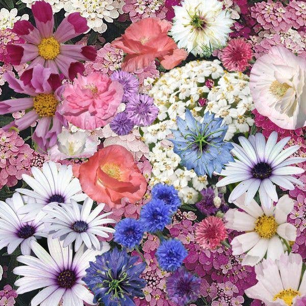 Shroot: Kabloom Seedboms – wholesale Plant seeds – Wilderbom Seedbom - CDU Pack - Butterfly & Bee Wildflowers