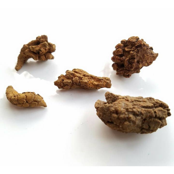 Tree of Life Gems - Wholesale Decorative Tabletop Object - Fossilized DINOSAUR COPROLITE "Dino Poop" (1 piece)1