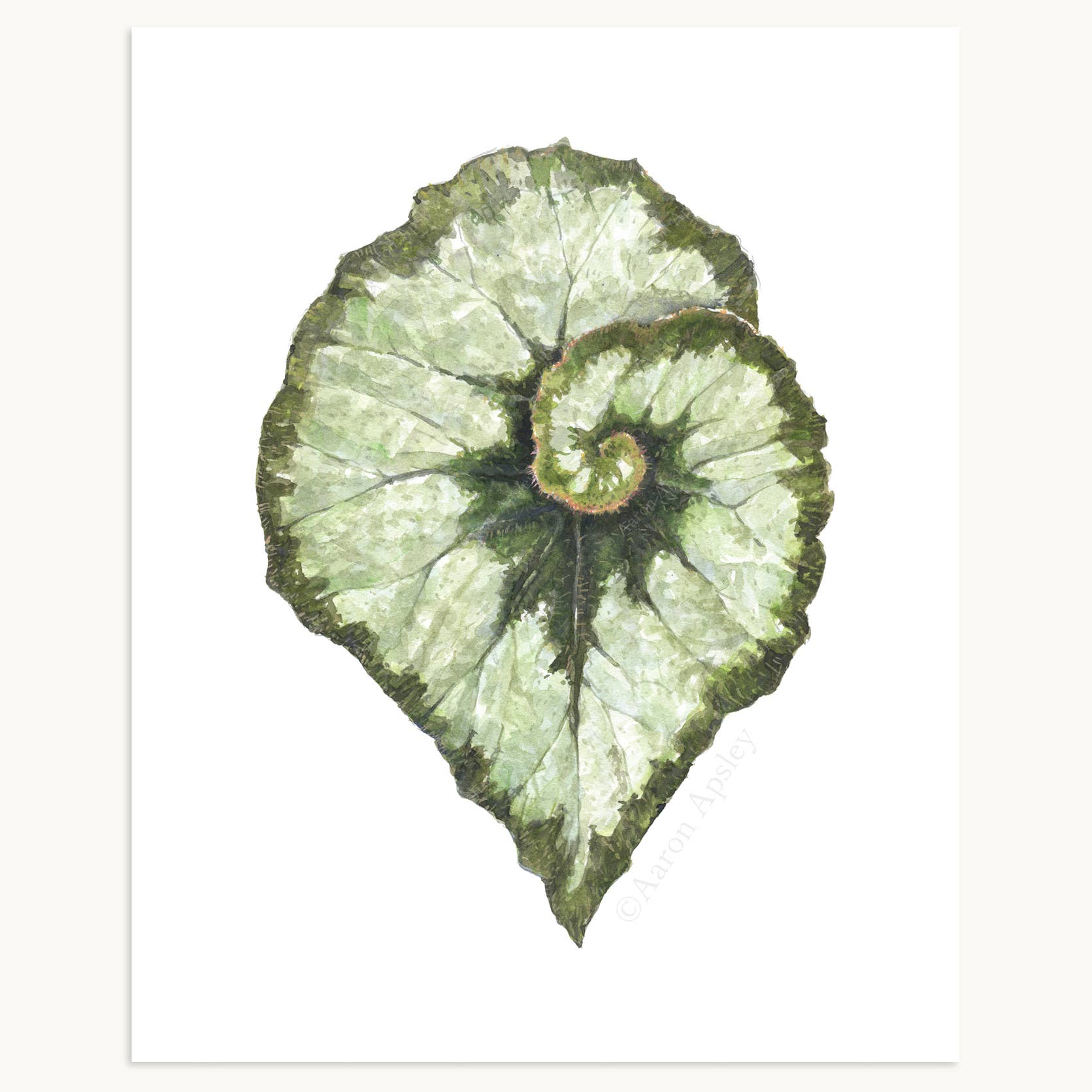 Aaron Apsley Artwork - Wholesale Art Print - Tropical Leaf Print - 8"x10"13