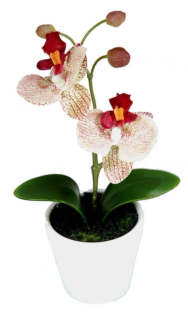 Aguilar Málaga - Wholesale Artificial Flowers - Mac. Orchid Beige/Burg.20 cm0
