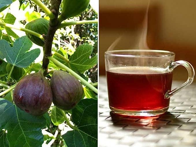 YERBERO - Wholesale Loose Tea - Yerbero - Hoja De Higo Seca (.75 oz - 22gr) Dried Fig Leaf, Ficus Carica Whole Leaf | 100% All Natural Delicious4